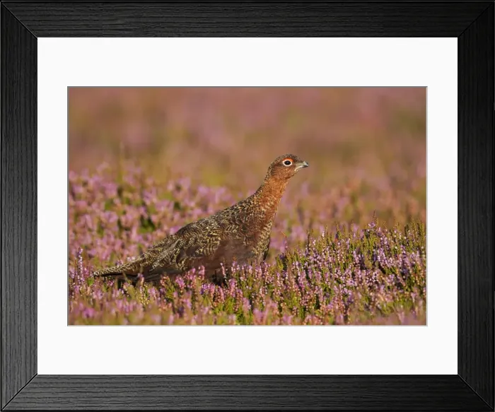Framed Print : Red Grouse - walking through heather in early morning sunshine - Grinton - Yorkshire Dales - England Framed Print : Red Grouse - walking through heather in early morning sunshine - Grinton - Yorkshire Dales - England