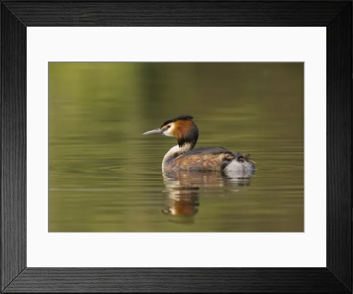 Framed Print : Great Crested Grebe - with reflection - April - Telford - England Framed Print : Great Crested Grebe - with reflection - April - Telford - England