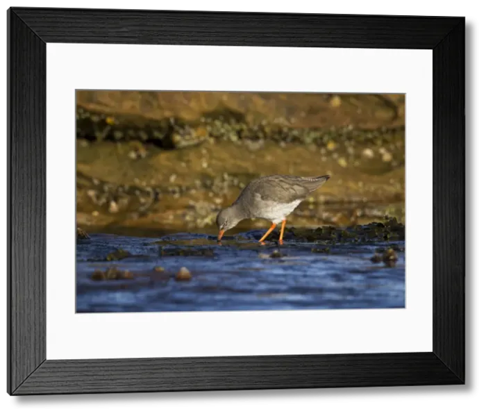 Framed Print : Redshank - searching rock pools for food - Burghead - Scotland - UK Framed Print : Redshank - searching rock pools for food - Burghead - Scotland - UK
