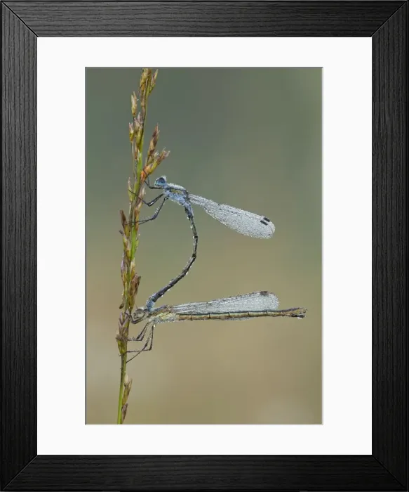 Framed Print : Emerald Damselfly - paired up and resting on grass head and covered in early morning dew - September - Cannock Chase - Staffordshire - England Framed Print : Emerald Damselfly - paired up and resting on grass head and covered in early morning dew - September - Cannock Chase - Staffordshire - England