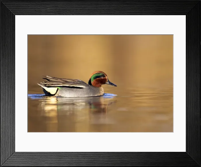 Framed Print : Teal - drake in early morning light swimming through golden coloured water - Cannock - Staffordshire - England Framed Print : Teal - drake in early morning light swimming through golden coloured water - Cannock - Staffordshire - England