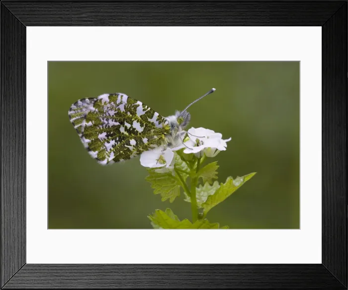Framed Print : Orange Tip Butterfly - resting on Garlic Mustard flower - Cannock Chase - Staffordshire Framed Print : Orange Tip Butterfly - resting on Garlic Mustard flower - Cannock Chase - Staffordshire