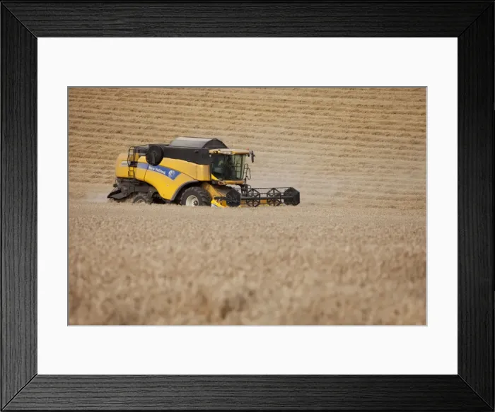 Framed Print : Combine Harvester cutting wheat - September - Staffordshire - England Framed Print : Combine Harvester cutting wheat - September - Staffordshire - England