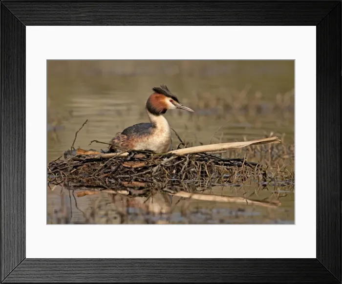 Framed Print : Great Crested Grebe - sitting on nest - Telford - England Framed Print : Great Crested Grebe - sitting on nest - Telford - England