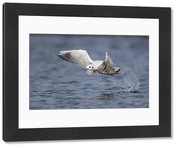 Black-headed Gull - taking off and leaving a water trail - March - Cannock - Staffordshire - England