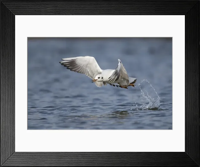 Framed Print : Black-headed Gull - taking off and leaving a water trail - March - Cannock - Staffordshire - England