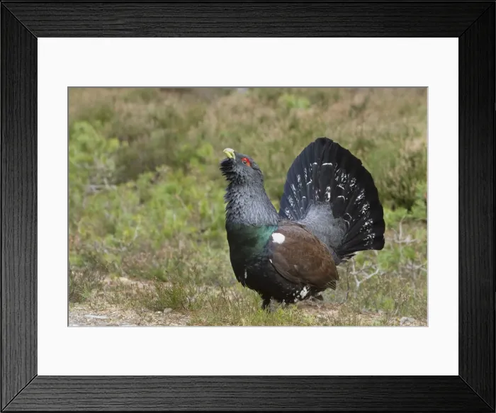 Framed Print : Capercaillie - displaying and defending territory - Male - February - Scotland Framed Print : Capercaillie - displaying and defending territory - Male - February - Scotland