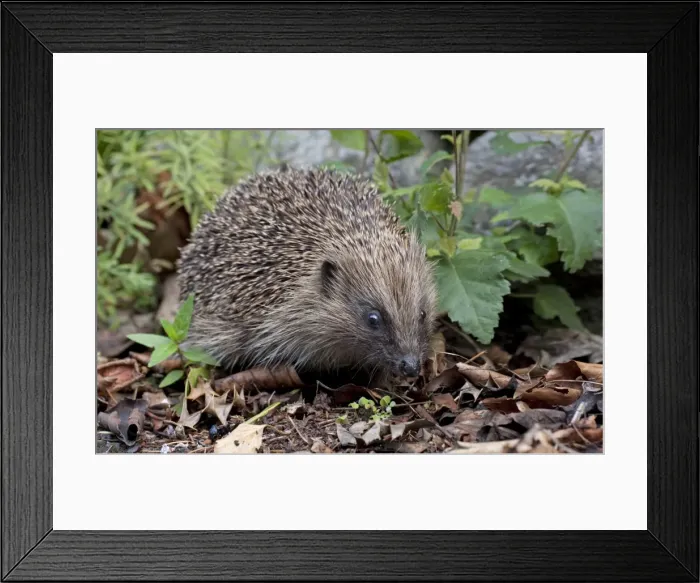 Framed Print : Hedgehog - crawling through the undergrowth searching for food - Cannock Chase - Staffordshire - England Framed Print : Hedgehog - crawling through the undergrowth searching for food - Cannock Chase - Staffordshire - England