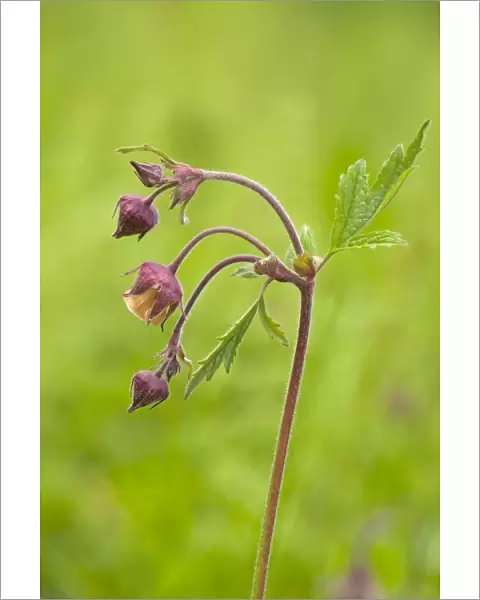 Water Avens - close up side view showing detail of the stem leaves and flower - May - Cannock - Staffordshire - England