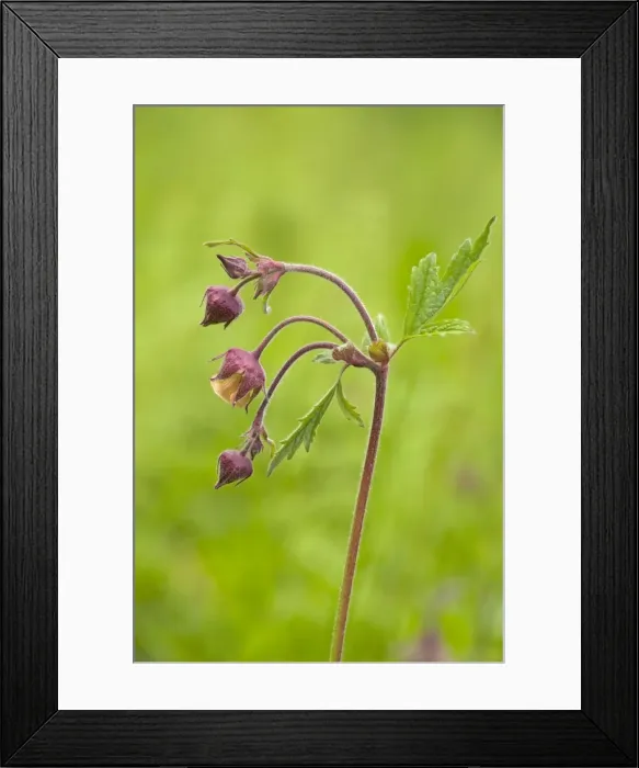 Framed Print : Water Avens - close up side view showing detail of the stem leaves and flower - May - Cannock - Staffordshire - England Framed Print : Water Avens - close up side view showing detail of the stem leaves and flower - May - Cannock - Staffordshire - England