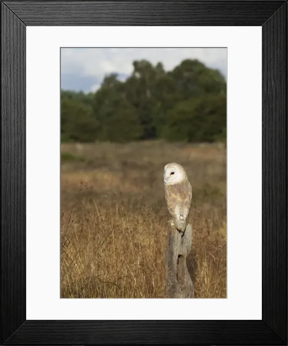 Framed Print : Barn Owl - perched on old fence post in meadow - August - Staffordshire - England Framed Print : Barn Owl - perched on old fence post in meadow - August - Staffordshire - England