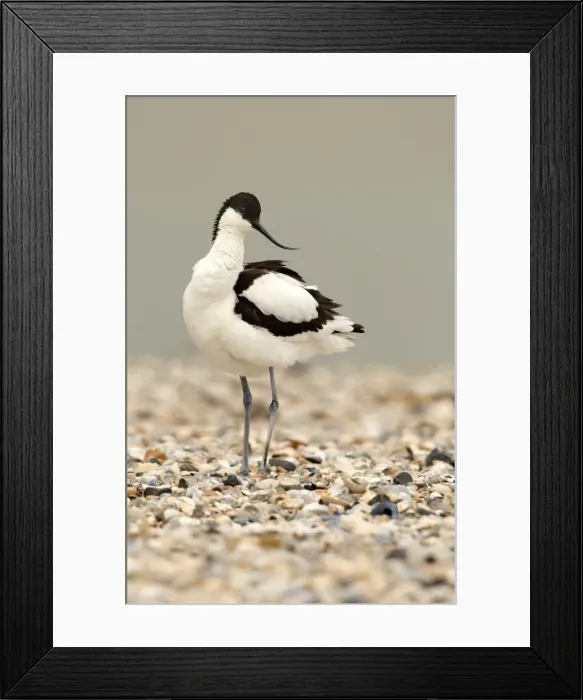 Framed Print : Avocet - standing on a shell and pebble beach - April - Texel - Netherlands Framed Print : Avocet - standing on a shell and pebble beach - April - Texel - Netherlands