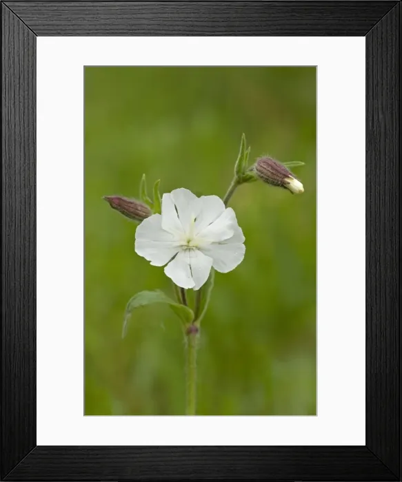 Framed Print : White Campion - close up of flower head and buds in flower with buds at different stages - June - Cannock Chase - Staffordshire - England