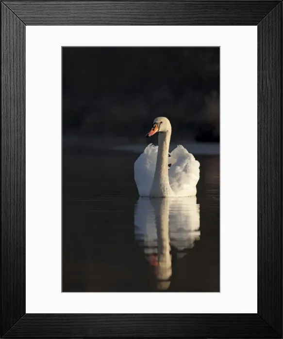 Framed Print : Mute Swan - being sidelit in early moring sunshine with reflection - Cannock - Staffordshire - England Framed Print : Mute Swan - being sidelit in early moring sunshine with reflection - Cannock - Staffordshire - England