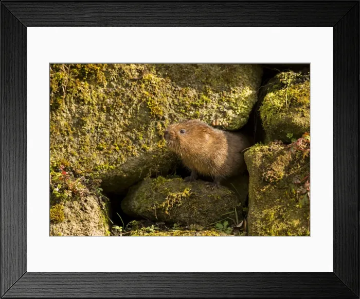 Framed Print : European  /  Northern Water Vole - coming out of a hole in brick work along canal bank - March - Cromford - Derbyshire - England