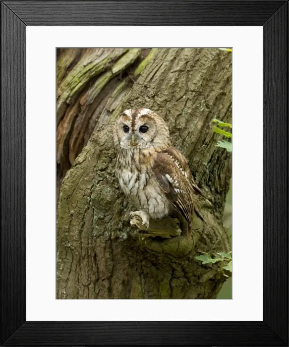 Framed Print : Tawny Owl - perched on a small branch on the side of an oak tree - August - Cannock Chase - Staffordshire- England Framed Print : Tawny Owl - perched on a small branch on the side of an oak tree - August - Cannock Chase - Staffordshire- England