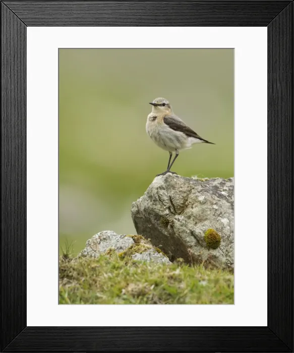 Framed Print : Wheatear - on top of a rock in the field - Fetlar - Shetland islands - Scotland - UK Framed Print : Wheatear - on top of a rock in the field - Fetlar - Shetland islands - Scotland - UK