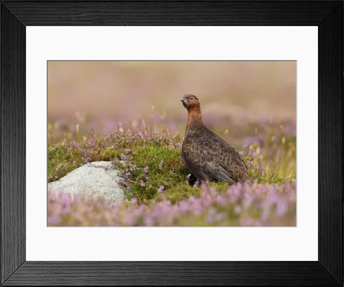Framed Print : Red Grouse - amongst heather - Grinton - Yorkshire Dales - August Framed Print : Red Grouse - amongst heather - Grinton - Yorkshire Dales - August