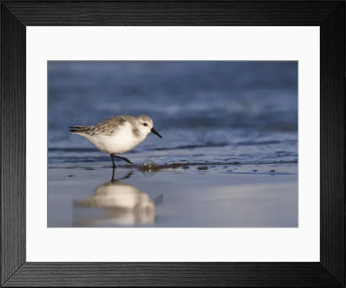 Framed Print : Sanderling - walking along shoreline - December - Lincolnshire - England Framed Print : Sanderling - walking along shoreline - December - Lincolnshire - England