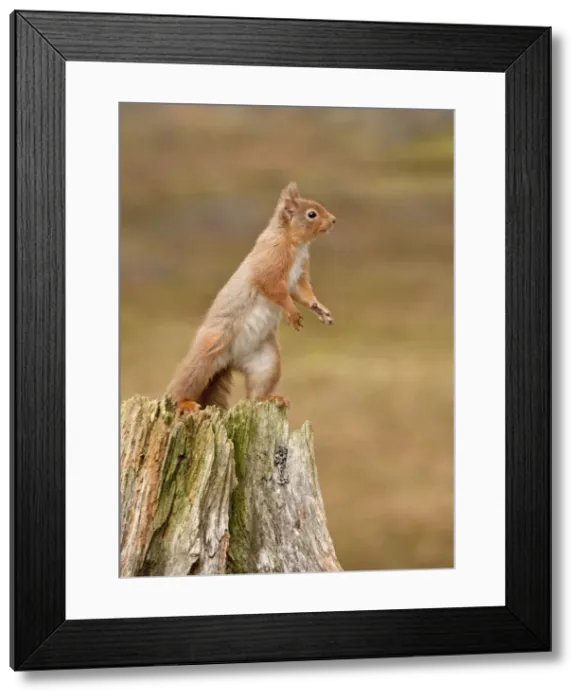 Framed Print : Red Squirrel - standing on hind legs on old tree stump - February - Scotland - UK Framed Print : Red Squirrel - standing on hind legs on old tree stump - February - Scotland - UK