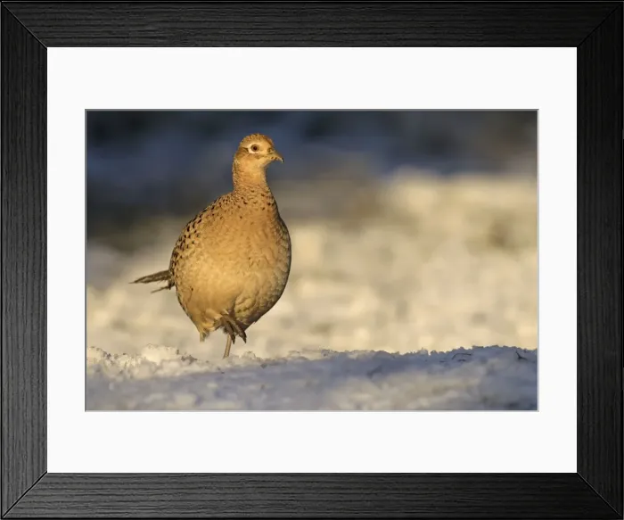 Framed Print : Pheasant - female in late evening sunshine on a winters day - December - Cannock Chase - Staffordshire - England Framed Print : Pheasant - female in late evening sunshine on a winters day - December - Cannock Chase - Staffordshire - England