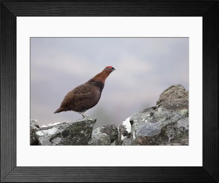 Framed Print : Red Grouse - standing on a lichen covered wall in moorland - February - Scotland - UK Framed Print : Red Grouse - standing on a lichen covered wall in moorland - February - Scotland - UK