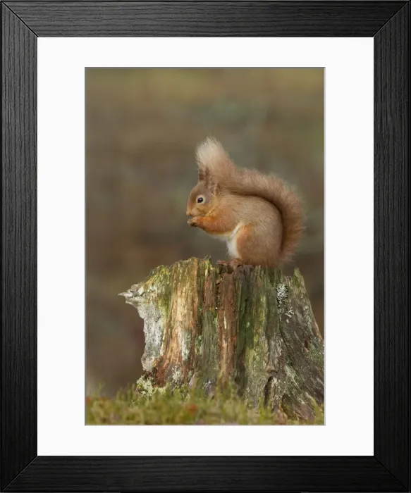 Framed Print : Red Squirrel - sitting on an old tree stump eating nuts - February - Aviemore - Scotland Framed Print : Red Squirrel - sitting on an old tree stump eating nuts - February - Aviemore - Scotland