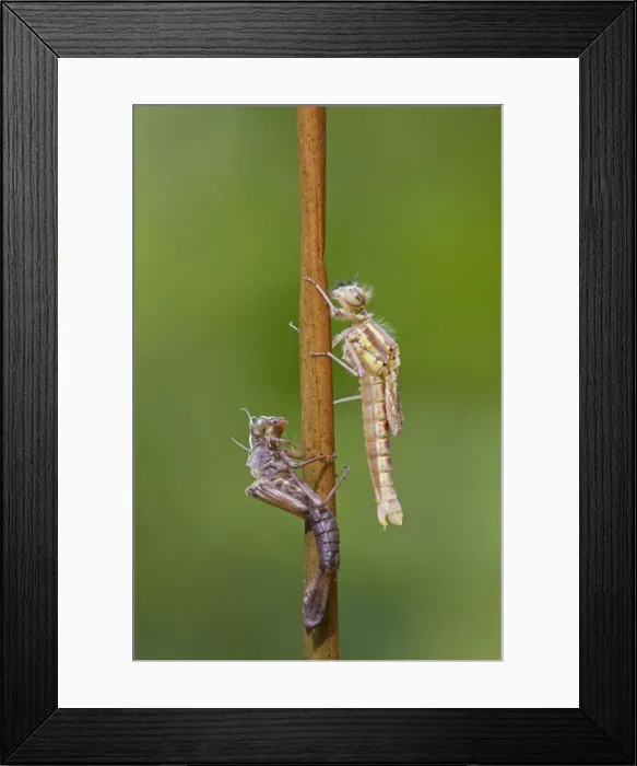 Framed Print : Large Red Damselfly - newly emerged from nymphal case and going through changes to become a full grown damselfly - May - Cannock chase - Staffordshire - England Framed Print : Large Red Damselfly - newly emerged from nymphal case and going through changes to become a full grown damselfly - May - Cannock chase - Staffordshire - England