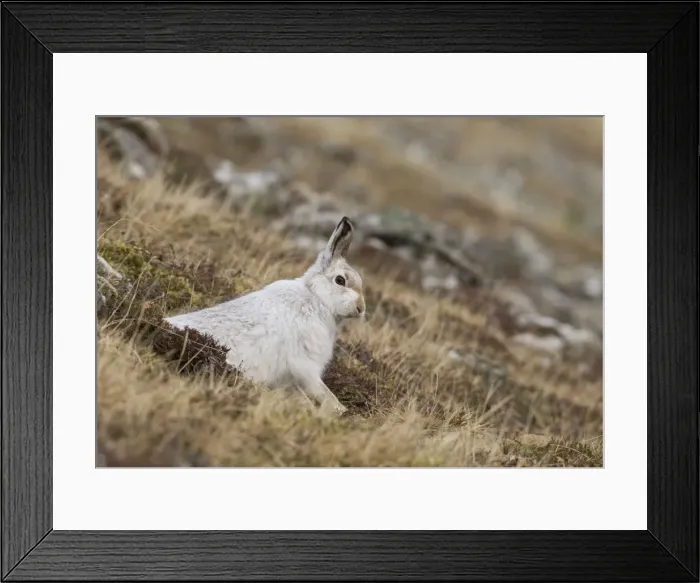 Framed Print : Mountain Hare - in winter coat on hillside - February - Scotland - UK Framed Print : Mountain Hare - in winter coat on hillside - February - Scotland - UK