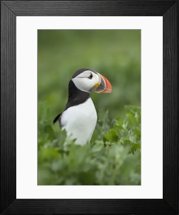 Framed Print : Puffin - standing amongst vegetation - June - Farne Islands - Northumberland - England