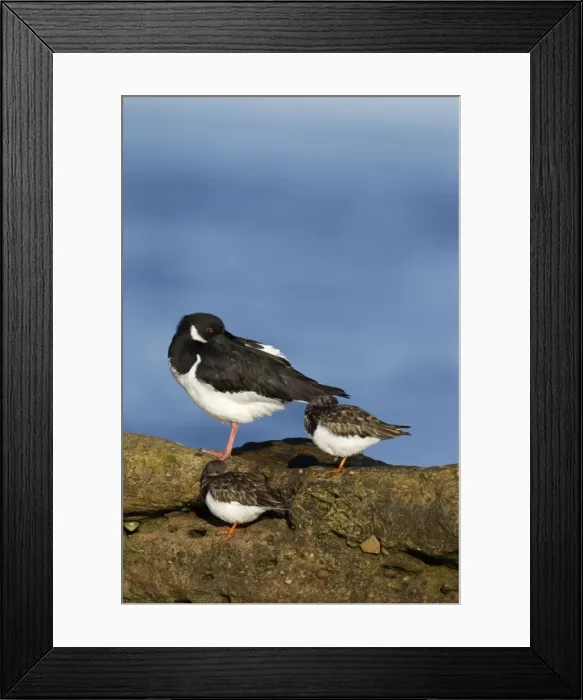 Framed Print : Oystercatcher - resting with Turnstones in early morning light - February - Scotland Framed Print : Oystercatcher - resting with Turnstones in early morning light - February - Scotland