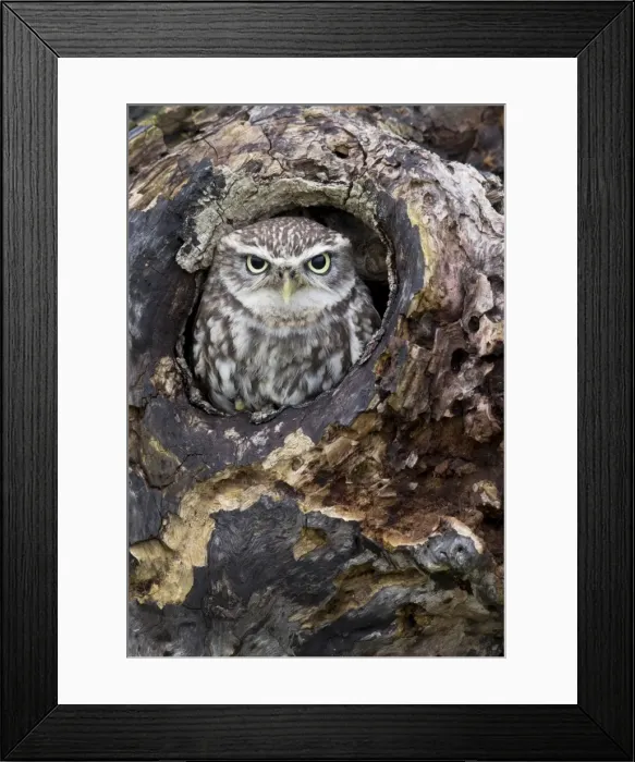Framed Print : Little Owl - looking out of a hole in an old tree - November - Gloucester - England Framed Print : Little Owl - looking out of a hole in an old tree - November - Gloucester - England