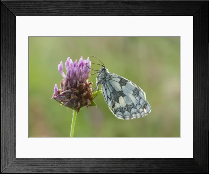 Framed Print : Marbled White Butterfly - resting on red clover in early morning sunshine - July - England Framed Print : Marbled White Butterfly - resting on red clover in early morning sunshine - July - England