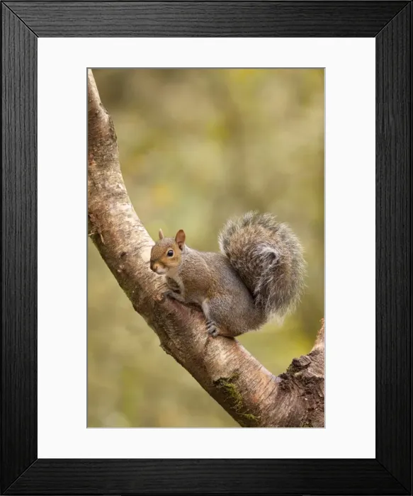 Framed Print : Grey Squirrel - sitting in Siver Birch tree - September - Cannock Chase - Staffordshire - England Framed Print : Grey Squirrel - sitting in Siver Birch tree - September - Cannock Chase - Staffordshire - England