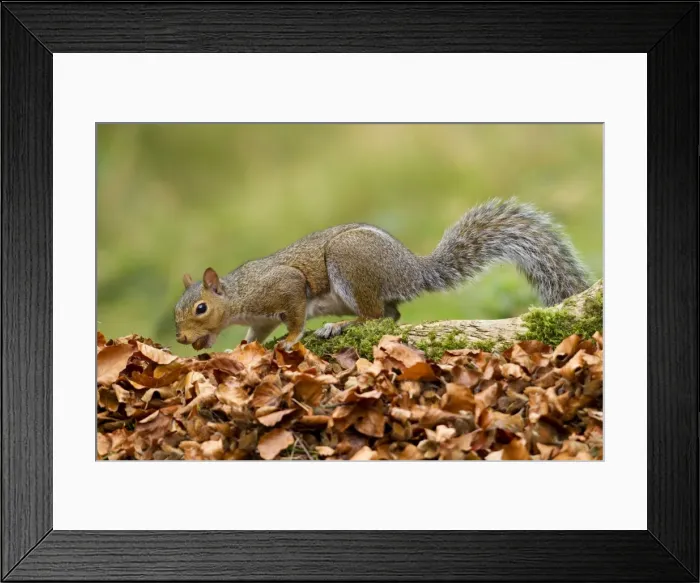 Framed Print : Grey Squirrel - finding acorn amongst autumn leaves in deciduous woodland - October - Cannock Chase - Staffordshire - England Framed Print : Grey Squirrel - finding acorn amongst autumn leaves in deciduous woodland - October - Cannock Chase - Staffordshire - England