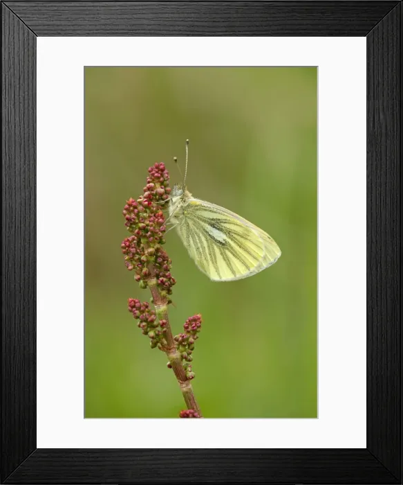 Framed Print : Green Veined White Butterfly - resting on vegetation in meadow - May - Cannock Chase - Staffordshire - England Framed Print : Green Veined White Butterfly - resting on vegetation in meadow - May - Cannock Chase - Staffordshire - England