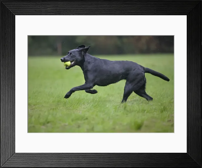 Framed Print : Dog - Black Labrador - running in garden - with tennis ball in mouth Framed Print : Dog - Black Labrador - running in garden - with tennis ball in mouth