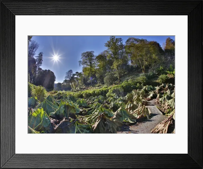 Framed Print : Trebah Garden - with Gunnera cut back - Cornwall, UK Framed Print : Trebah Garden - with Gunnera cut back - Cornwall, UK