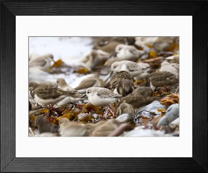 Framed Print : Sanderling - with Dunlin (Calidris alpina) and Turnstone (Arenaria interpres) - UK Framed Print : Sanderling - with Dunlin (Calidris alpina) and Turnstone (Arenaria interpres) - UK
