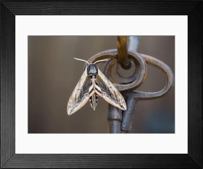 Framed Print : Privet Hawkmoth - Garden Ornament - UK Framed Print : Privet Hawkmoth - Garden Ornament - UK