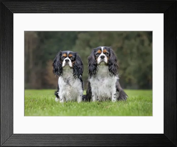 Framed Print : Dog - Cavalier King Charles Spaniel - pair Framed Print : Dog - Cavalier King Charles Spaniel - pair