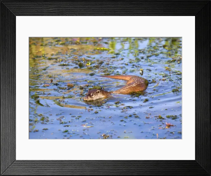 Framed Print : Otter - swimming - UK Framed Print : Otter - swimming - UK
