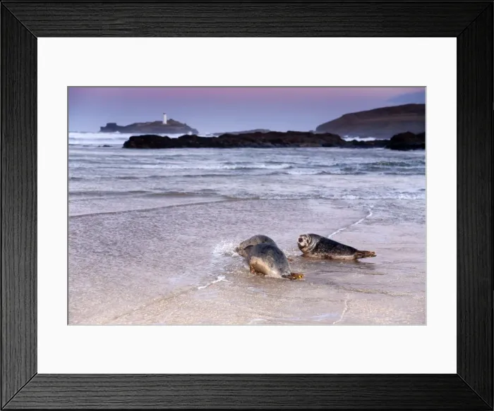 Framed Print : Seals - on beach released by Seal Sanctuary - Godrevy, Cornwall, UK