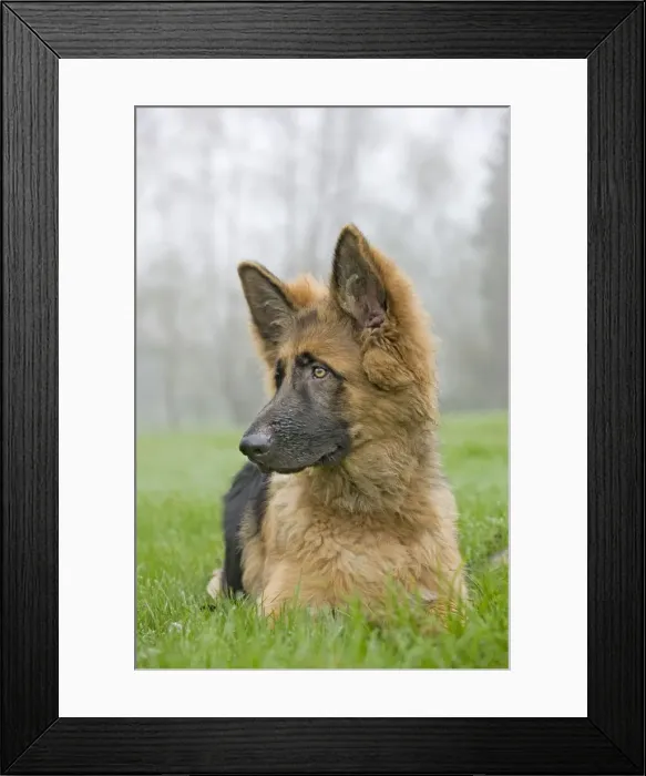 Framed Print : Dog - German Shepherd - puppy Framed Print : Dog - German Shepherd - puppy