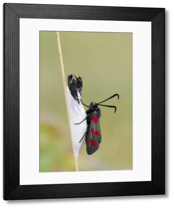 Framed Print : Six Spot Burnet Moth - Chrysalis - UK Framed Print : Six Spot Burnet Moth - Chrysalis - UK
