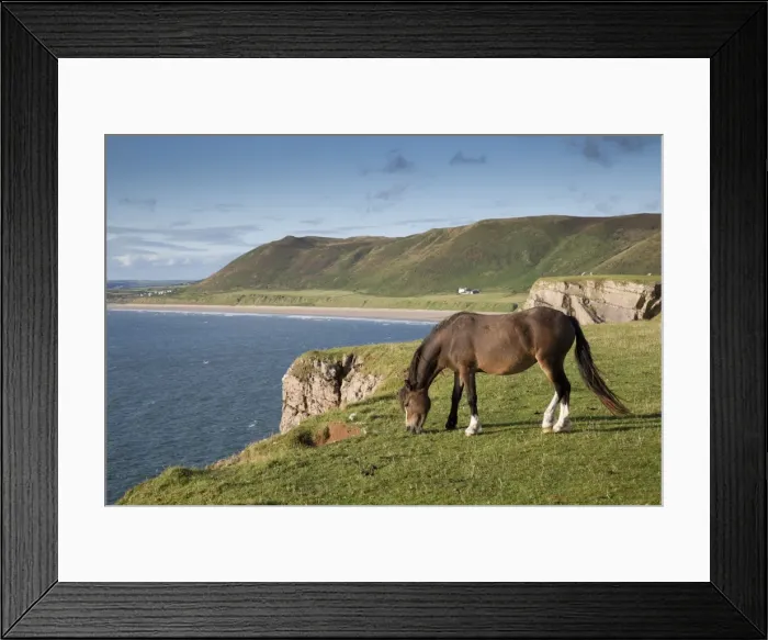 Framed Print : Rhossili - with Horse grazing near cliff edge - Worms Head, Gower, Wales, UK Framed Print : Rhossili - with Horse grazing near cliff edge - Worms Head, Gower, Wales, UK