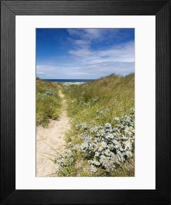 Framed Print : St Gothian Sands - with Sea Holly in foreground - Cornwall, UK Framed Print : St Gothian Sands - with Sea Holly in foreground - Cornwall, UK