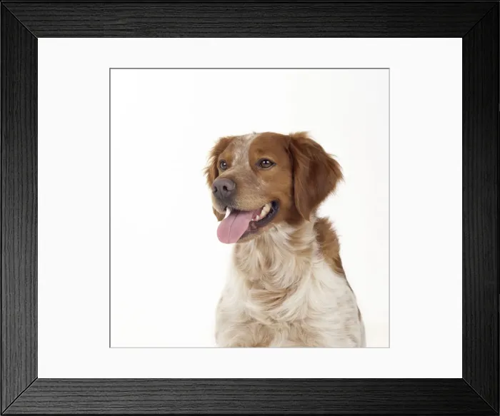 Framed Print : Brittany Dog Framed Print : Brittany Dog