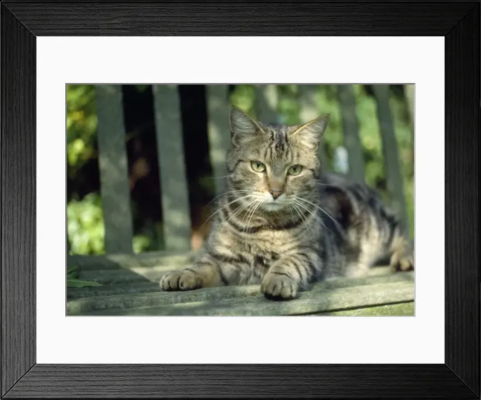 Framed Print : Cat - tabby lying on bench Framed Print : Cat - tabby lying on bench