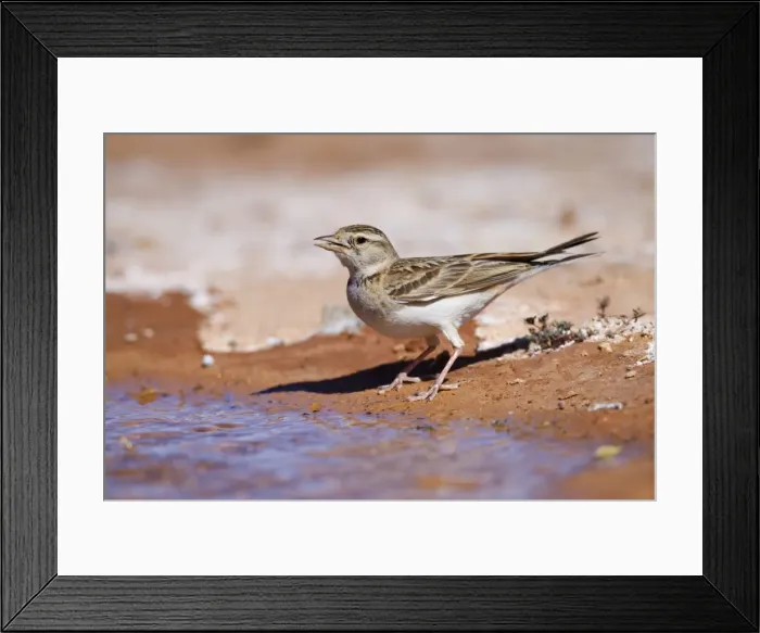 Framed Print : Short Toed Lark - drinking at pool - Spain Framed Print : Short Toed Lark - drinking at pool - Spain